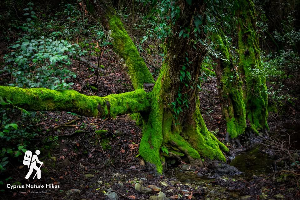 Discovery Hiking Tour in Pedoulas Village