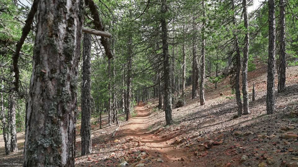 Atalanti Trail 15km: Christmas Hike in Troodos