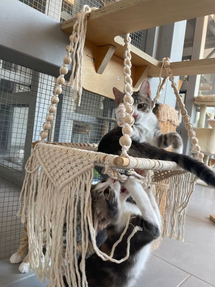 DIY Cat Trees & Hammock Workshop in Pyla Cyprus