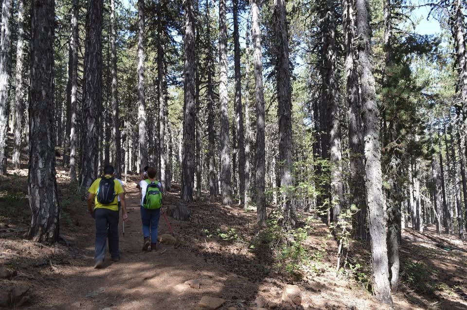 Artemis Trail Hike: Easy Winter Trek in Troodos