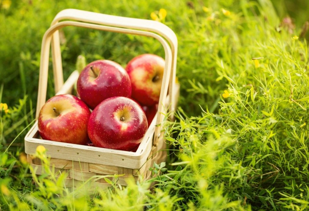 21st Apple Festival in Kyperounta
